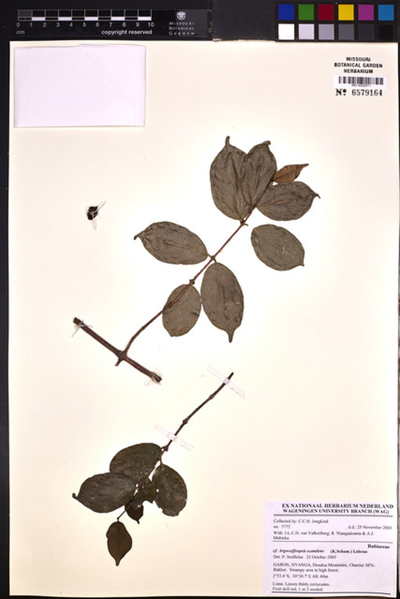 Argocoffeopsis scandens photo 3