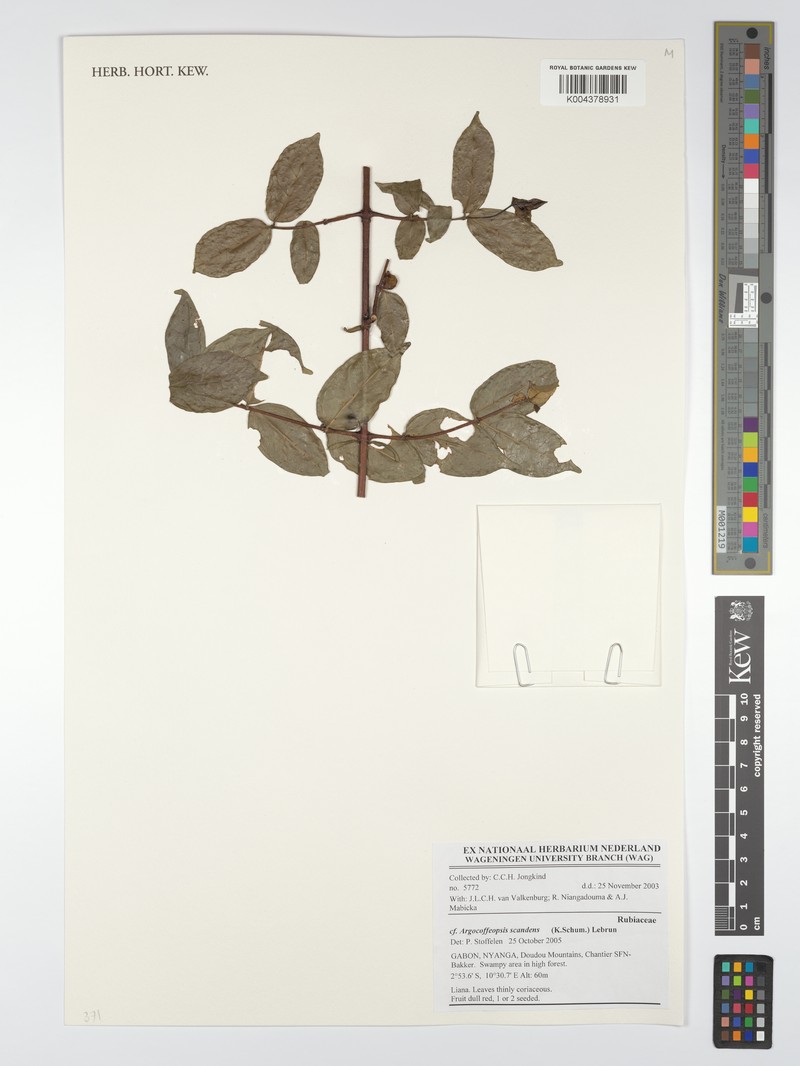 Argocoffeopsis scandens photo 4