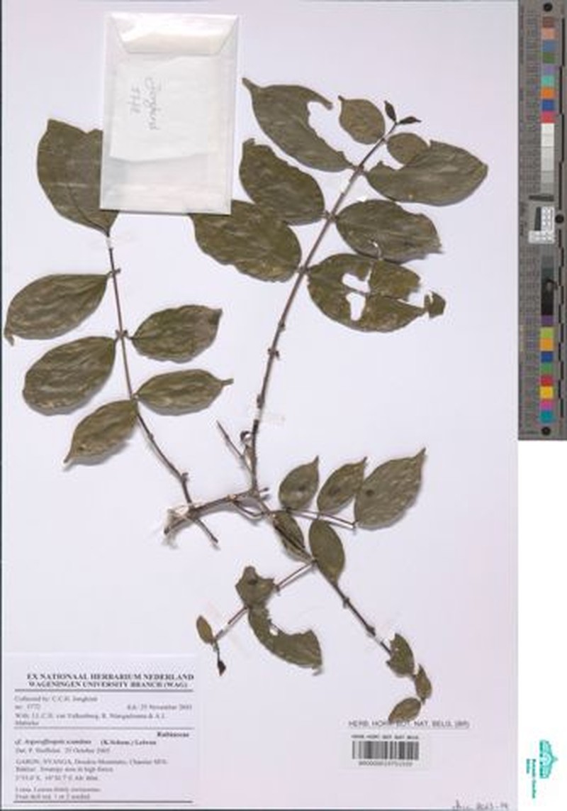 Argocoffeopsis scandens