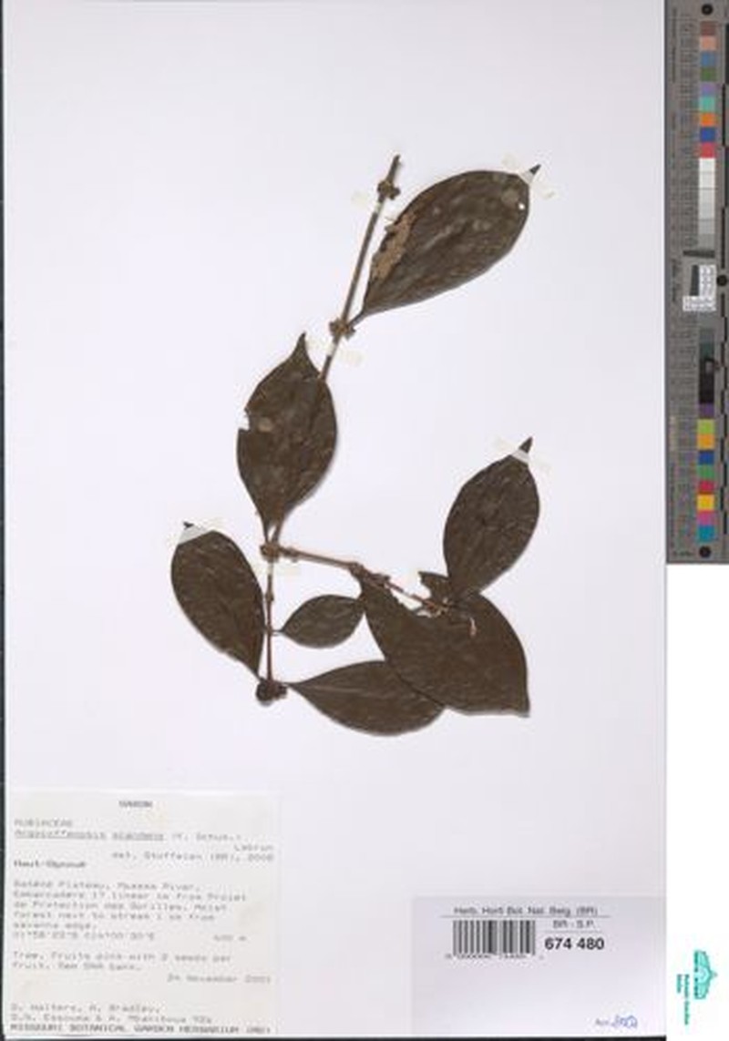 Argocoffeopsis scandens photo 2