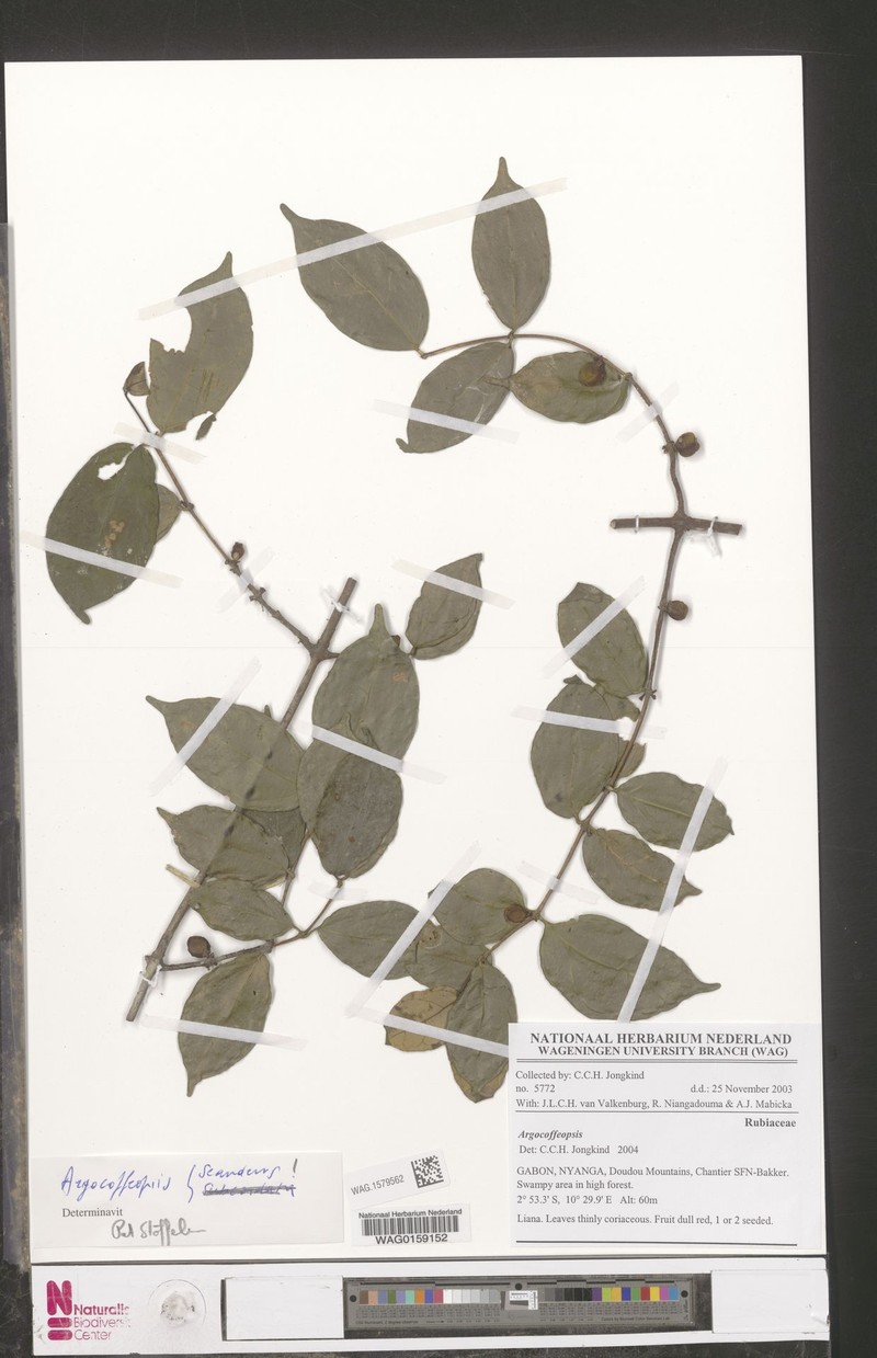Argocoffeopsis scandens photo 3
