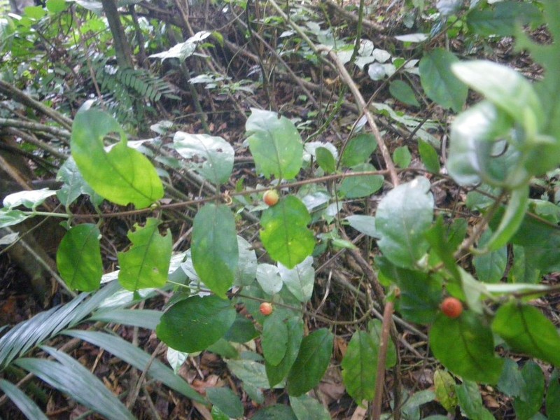 Argocoffeopsis subcordata