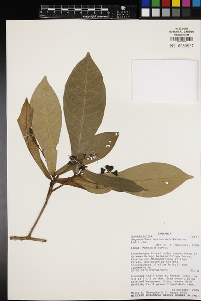 Argomuellera basicordata photo 3