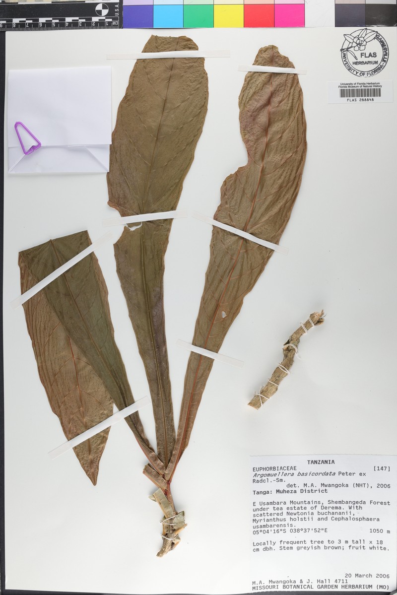 Argomuellera basicordata