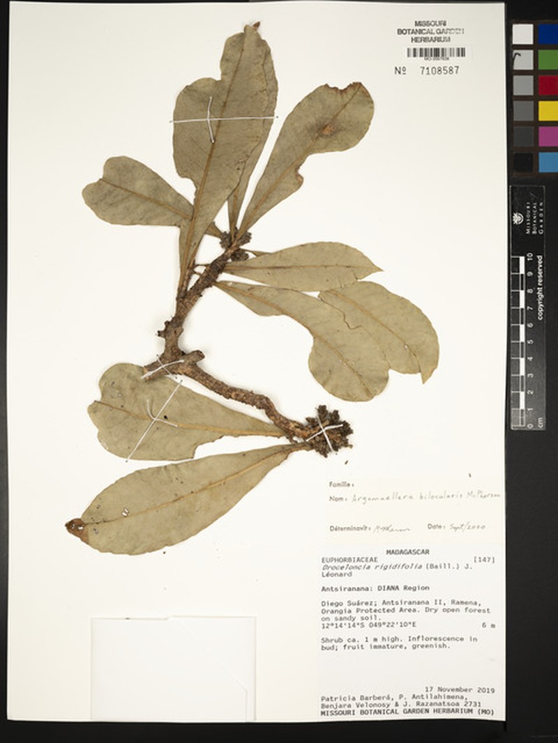 Argomuellera bilocularis