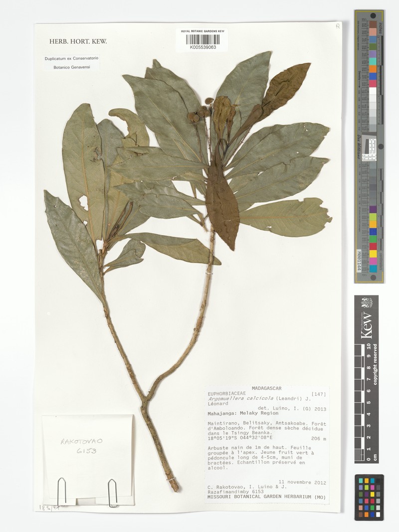 Argomuellera calcicola