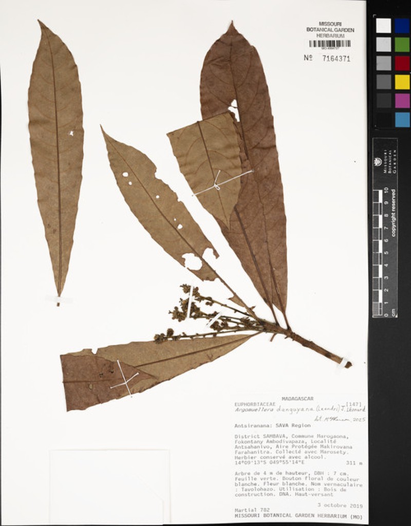 Argomuellera danguyana