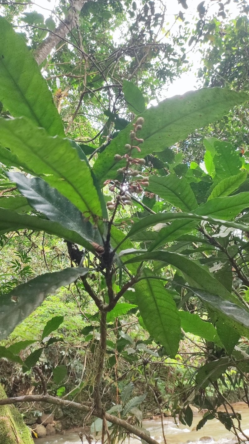Argomuellera gigantea photo 3
