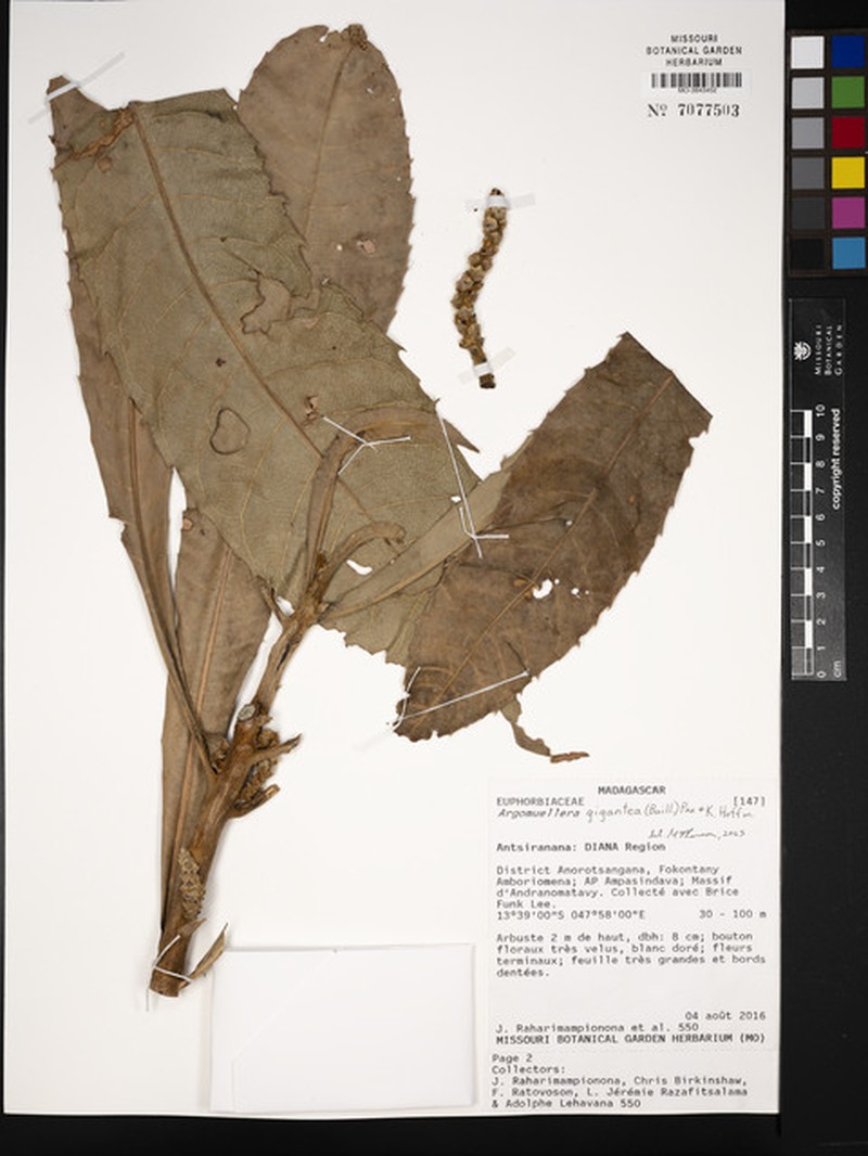 Argomuellera gigantea photo 4