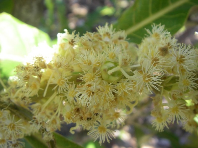 Argomuellera gigantea photo 5