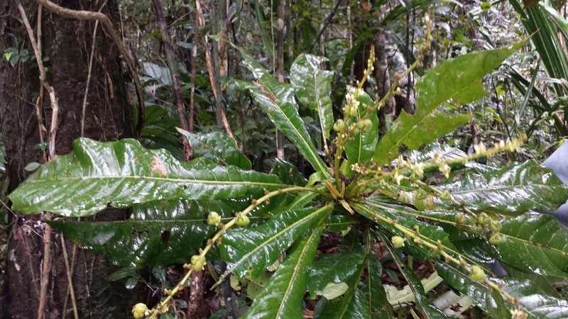 Argomuellera gigantea