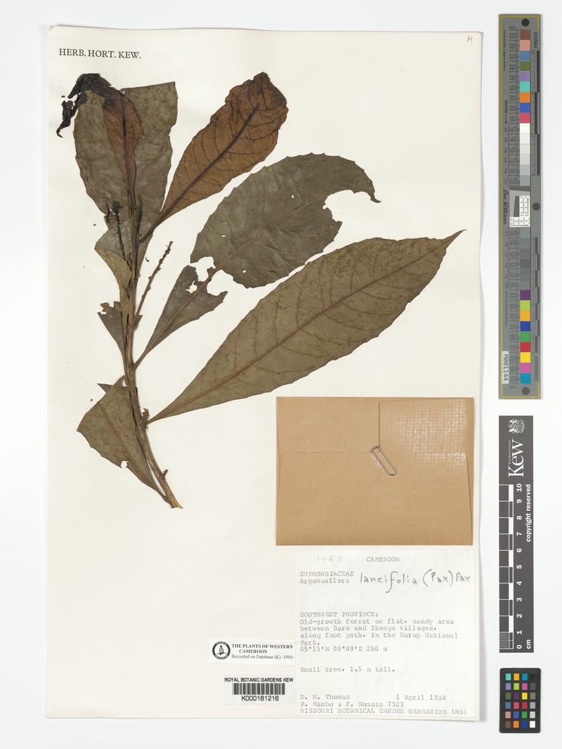 Argomuellera lancifolia photo 2