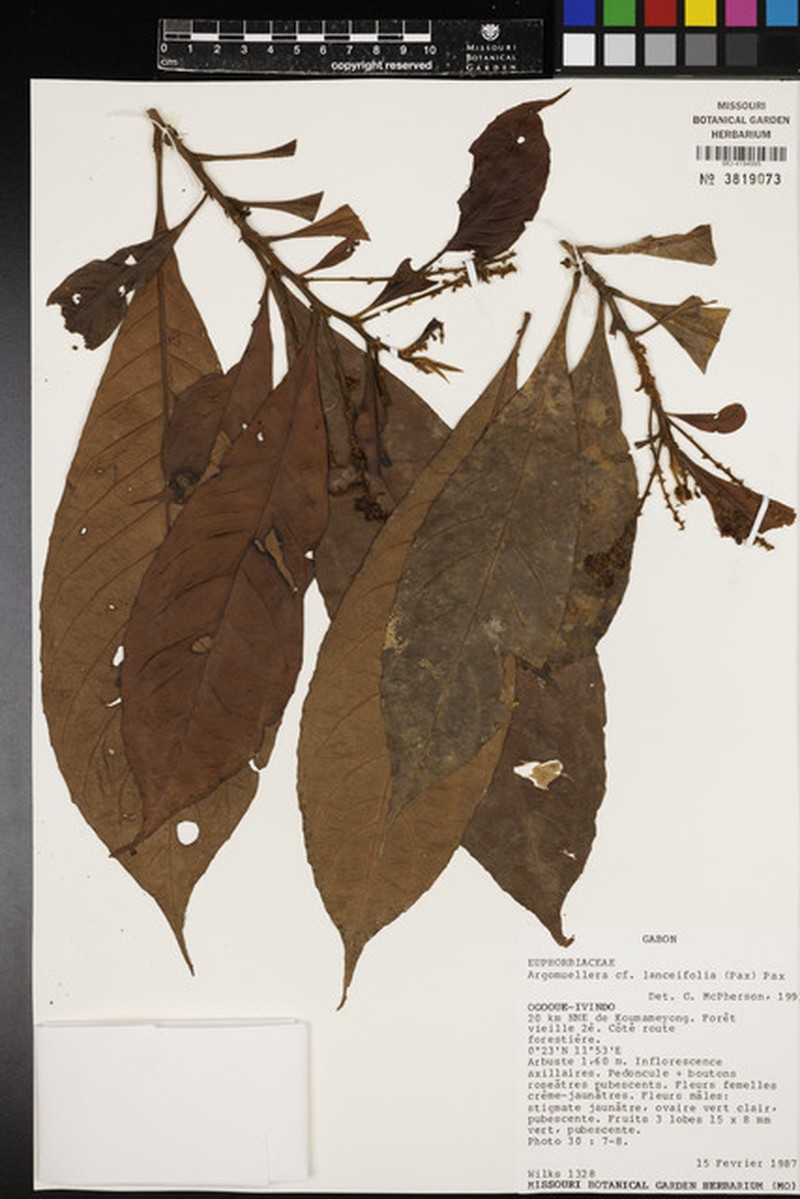 Argomuellera lancifolia photo 3