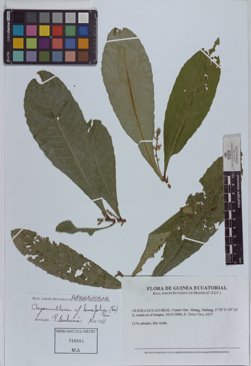 Argomuellera lancifolia