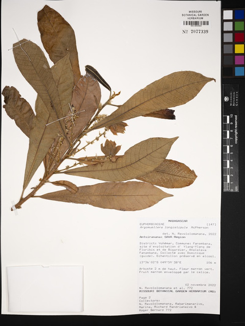 Argomuellera longistipula
