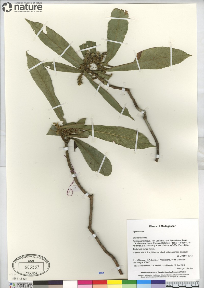 Argomuellera longistipula photo 2