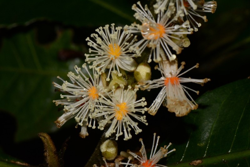 Argomuellera macrophylla photo 4
