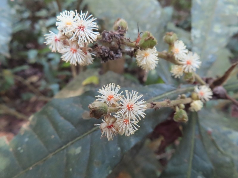 Argomuellera macrophylla photo 6