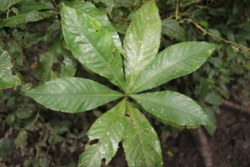 Argomuellera macrophylla photo 8