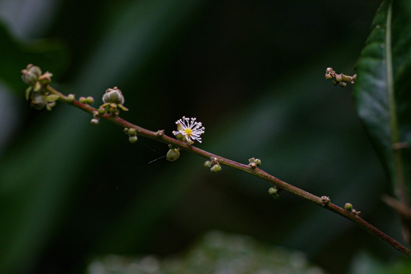 Argomuellera macrophylla
