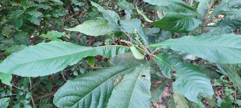 Argomuellera macrophylla photo 2
