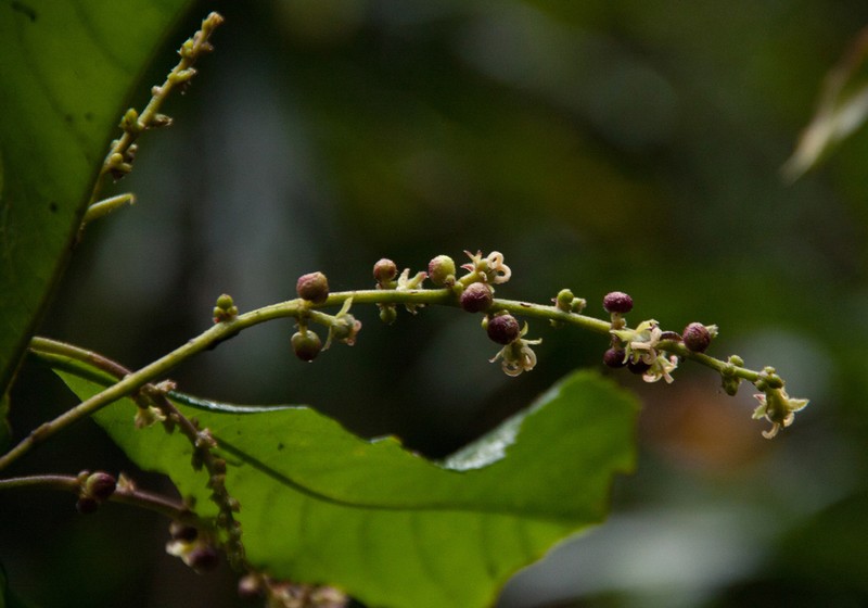 Argomuellera macrophylla photo 3