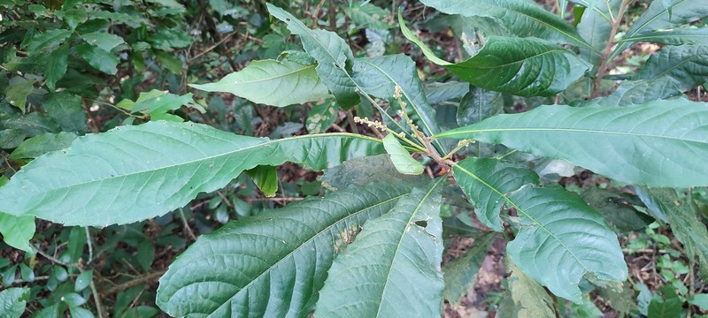Argomuellera macrophylla photo 4