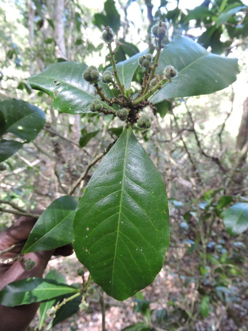 Argomuellera oblanceolata photo 3