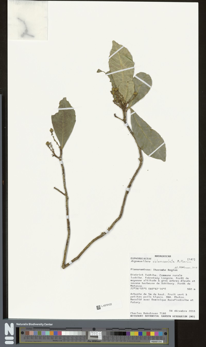 Argomuellera oblanceolata