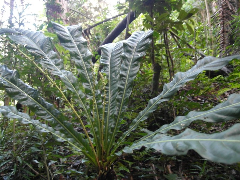 Argomuellera perrieri