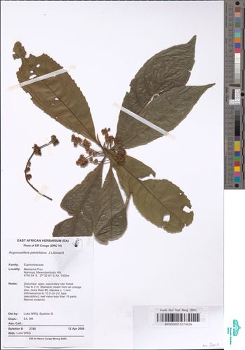 Argomuellera pierlotiana