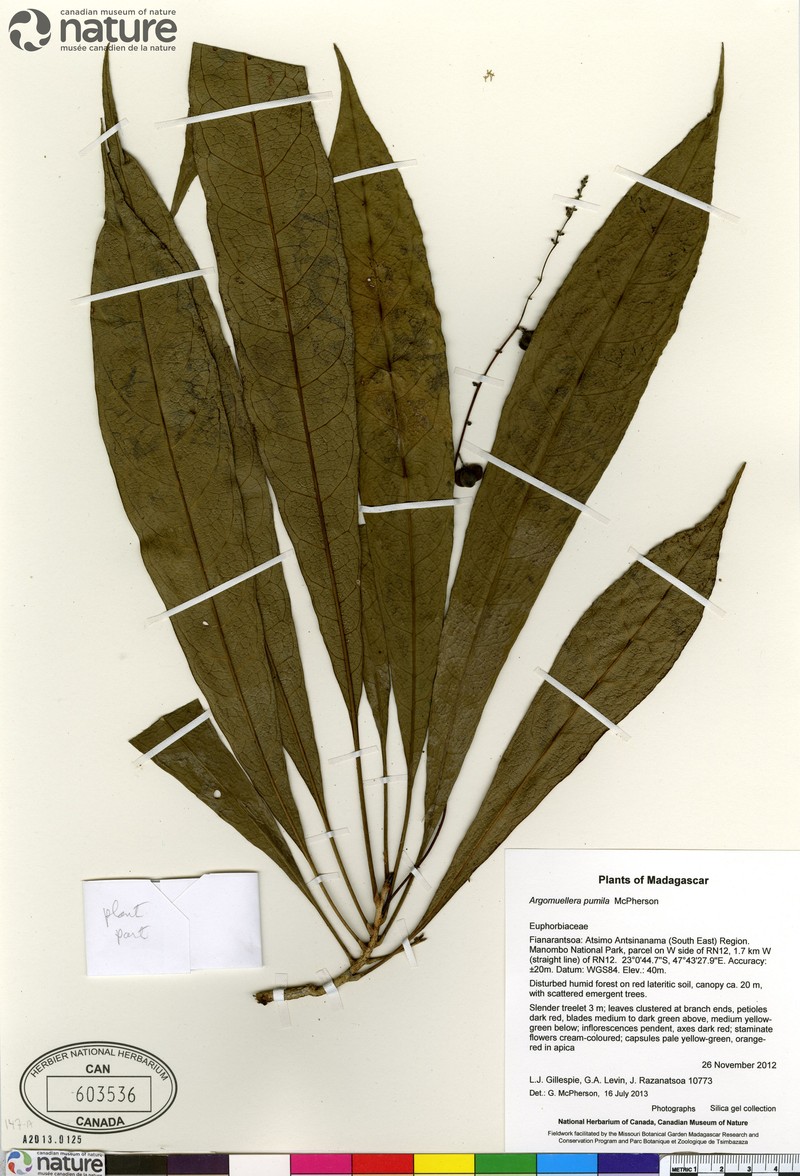 Argomuellera pumila photo 2