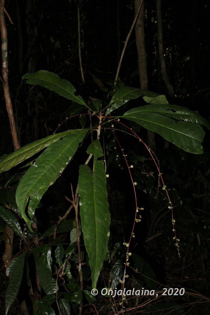 Argomuellera pumila