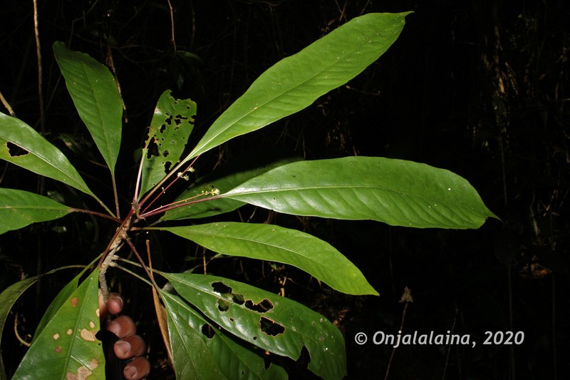 Argomuellera pumila photo 3