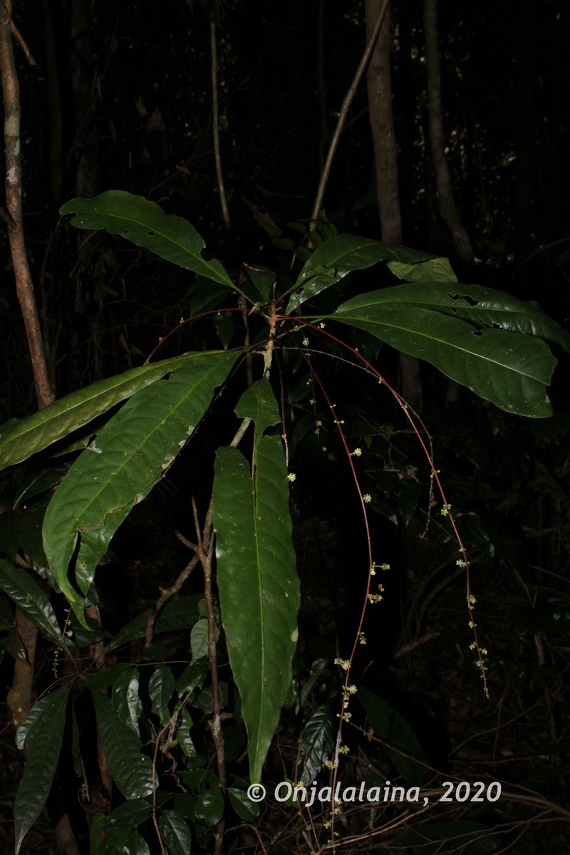 Argomuellera pumila photo 5