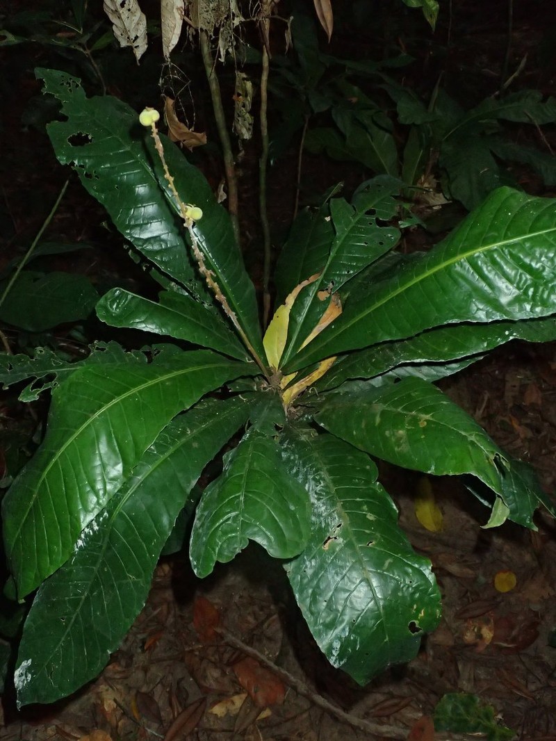 Argomuellera sessilifolia