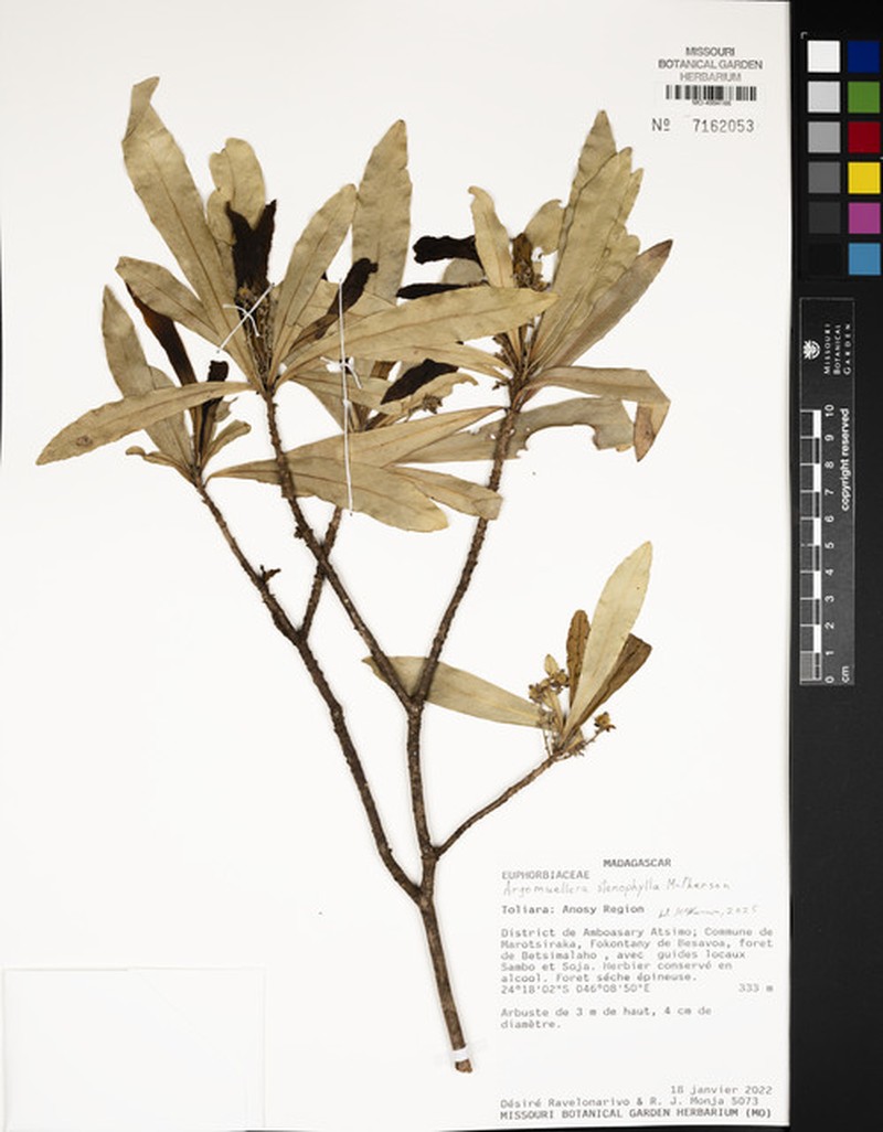 Argomuellera stenophylla