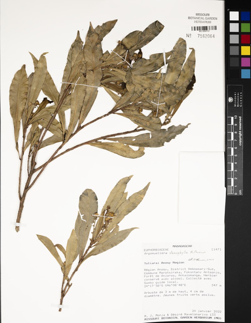 Argomuellera stenophylla photo 2