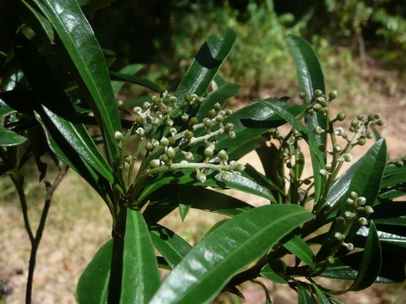 Argomuellera stenophylla photo 3