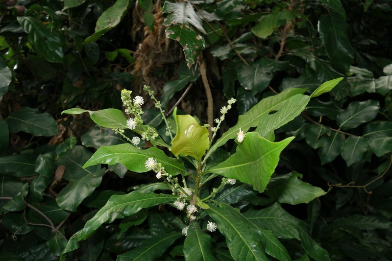 Argomuellera trewioides