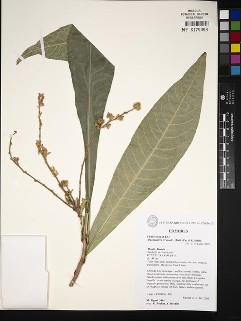 Argomuellera trewioides photo 2