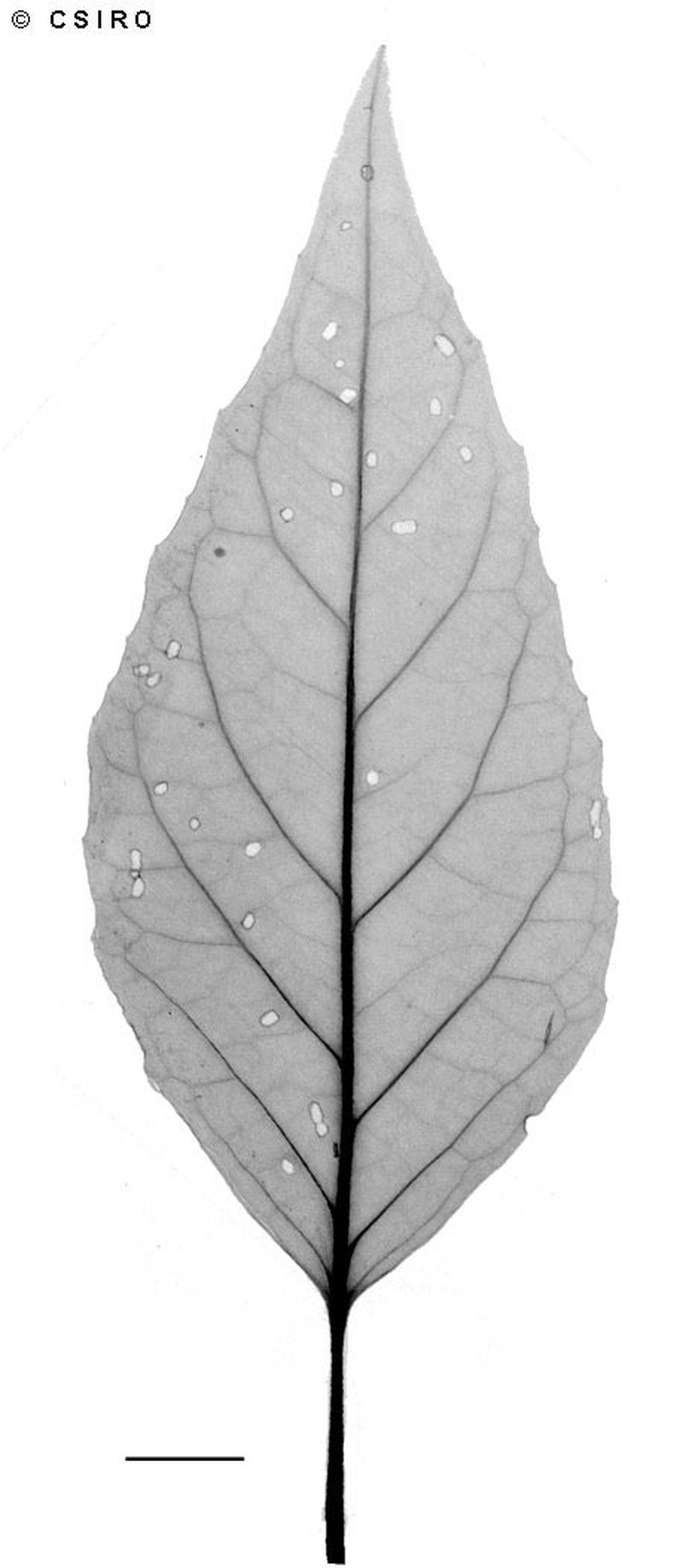 Argophyllum cryptophlebum