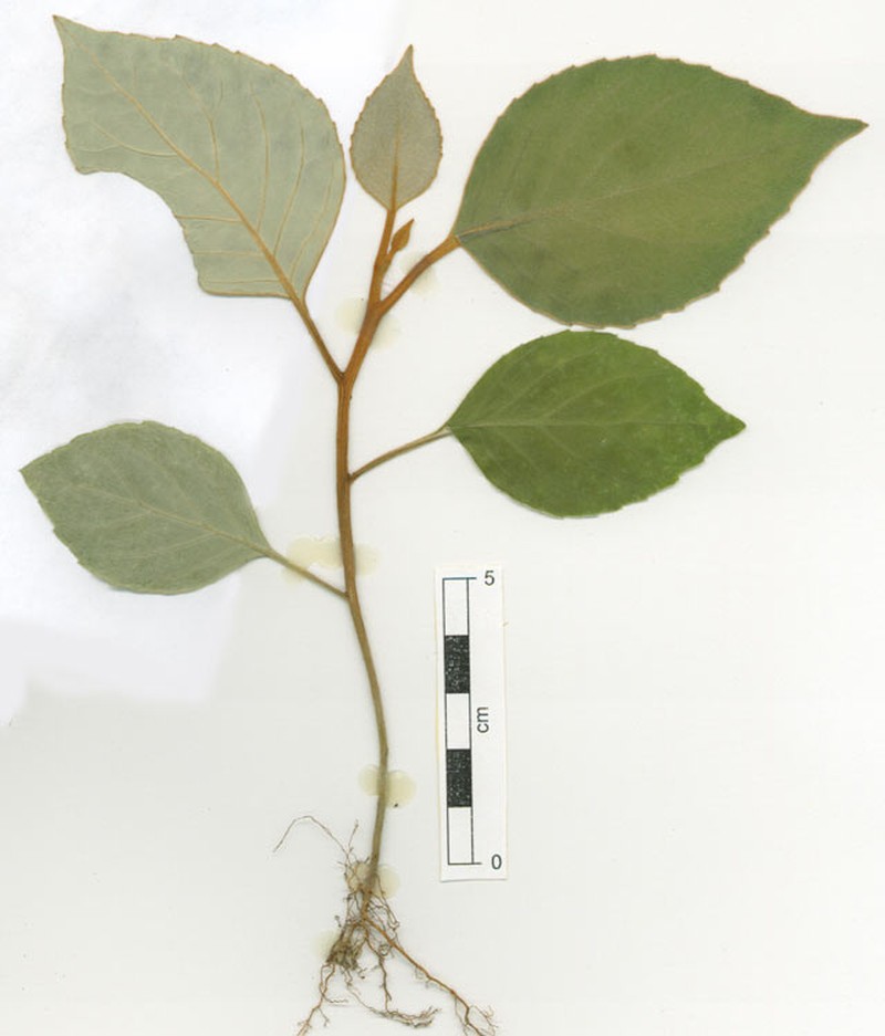 Argophyllum cryptophlebum photo 2