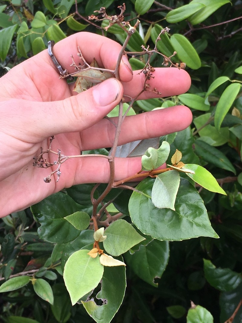 Argophyllum cryptophlebum photo 4