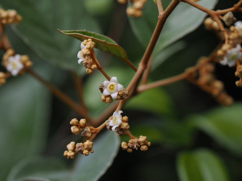 Argophyllum cryptophlebum photo 6