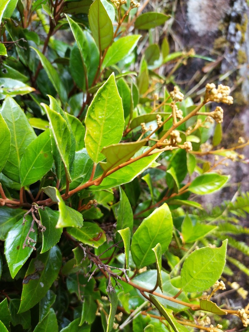 Argophyllum cryptophlebum photo 7