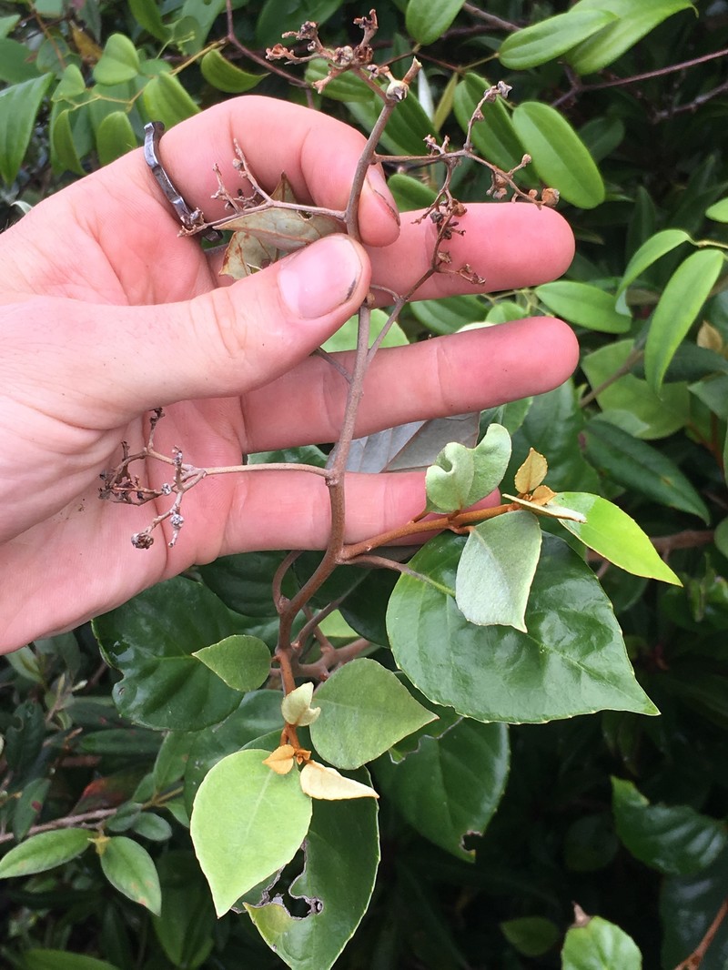 Argophyllum cryptophlebum photo 8