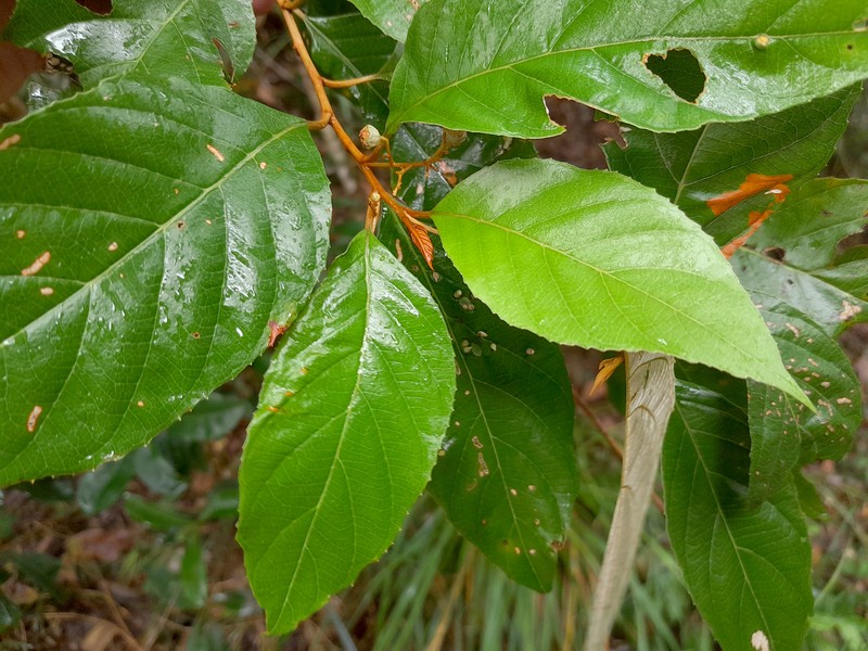 Argophyllum curtum