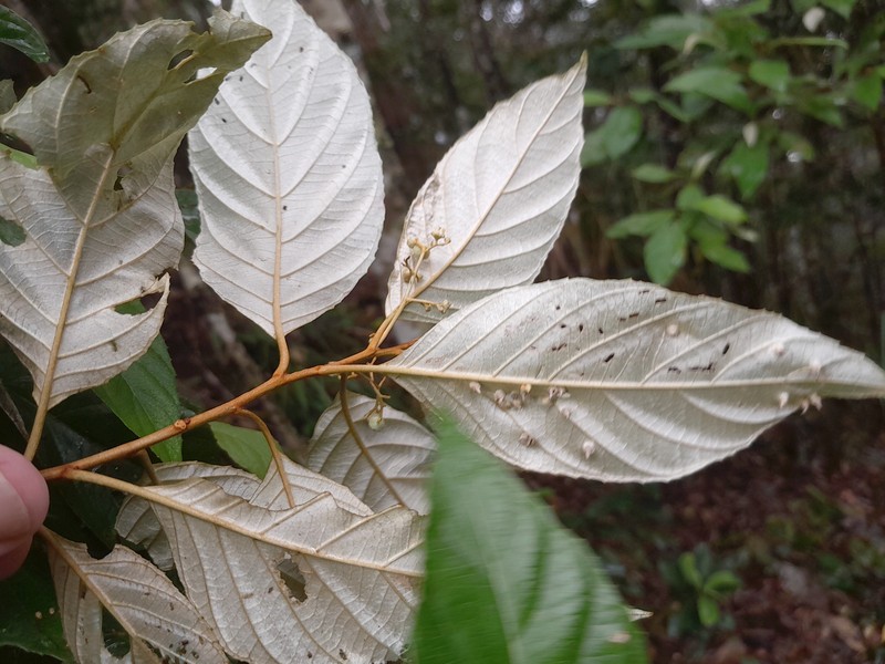 Argophyllum curtum photo 2