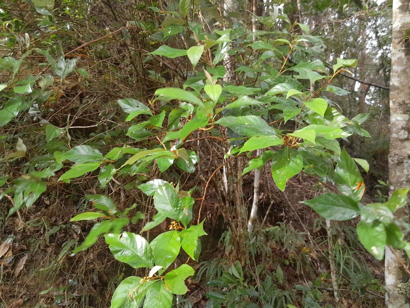 Argophyllum curtum photo 3